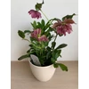 Kép 3/4 - helleborus_dupla_rozsaszin