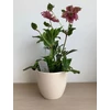 Kép 4/4 - helleborus_dupla_rozsaszin