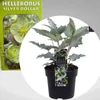 Kép 2/3 - Helleborus Silver dollar - Hunyor