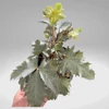 Kép 3/3 - Helleborus Silver dollar - Hunyor