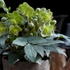 Kép 1/3 - Helleborus Silver dollar - Hunyor