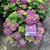 Kép 1/4 - hydrangea_forever_and_ever_