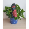 Kép 3/3 - Hortenzia Green Flair Red