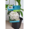 Kép 2/4 - Hydrangea arborescens 'Annabelle' – Fehér gömb virágú cserjés hortenzia