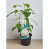 Kép 1/4 - Hydrangea arborescens 'Annabelle' – Fehér gömb virágú cserjés hortenzia