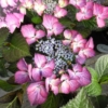 Kép 1/3 - Hydrangea macrophylla Black Diamond teller Dark Angel purple  - Kerti Hortenzia