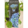 Kép 1/3 - Hydrangea macrophylla 'Blue Power' – Kerti hortenzia