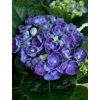 Kép 1/4 - Hydrangea Curly Wurly Blue