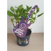 Kép 3/4 - Hydrangea macr. Music Collection Deep Purple Dance