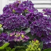 Kép 1/4 - Hydrangea macr. Music Collection Deep Purple Dance