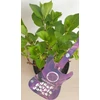 Kép 4/4 - Hydrangea macr. Music Collection Deep Purple Dance