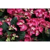Kép 1/3 - Hydrangea macrophylla Black Diamond Red Angel Purple - Kerti Hortenzia