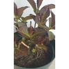 Kép 2/3 - Hydrangea macrophylla Black Diamond Red Angel Purple - Kerti Hortenzia