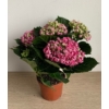 Kép 3/4 - Hydrangea Curly Wurly pink