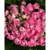 Kép 1/4 - Hydrangea Curly Wurly pink