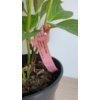 Kép 4/4 - Hydrangea 'Silky Pink' – Hortenzia