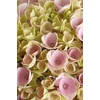 Kép 1/5 - Kerti hortenziafa  (Hydrangea macrophylla)