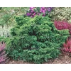 Kép 1/5 - Cryptomeria japonica 'Yokohama' Japánciprus törpe gömb