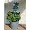 Kép 3/5 - Cryptomeria japonica 'Yokohama' Japánciprus törpe gömb