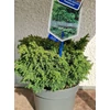 Kép 4/5 - Cryptomeria japonica 'Yokohama' Japánciprus törpe gömb