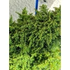 Kép 5/5 - Cryptomeria japonica 'Yokohama' Japánciprus törpe gömb