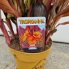 Kép 2/4 - Canna Tropicanna - Kánna 