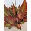 Kép 3/4 - Canna Tropicanna - Kánna 