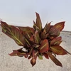Kép 4/4 - Canna Tropicanna - Kánna 