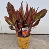 Kép 1/4 - Canna Tropicanna - Kánna 