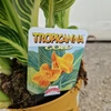 Kép 2/3 - canna_tropicana_gold_