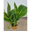 Kép 3/3 - canna_tropicana_gold_
