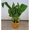 Kép 1/3 - canna_tropicana_gold_