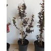 Kép 3/4 - lagerstroemia red hot - Selyemmirtusz 