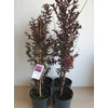 Kép 4/4 - lagerstroemia red hot - Selyemmirtusz 
