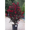 Kép 1/4 - lagerstroemia red hot - Selyemmirtusz 