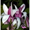 Kép 1/2 - Magnolia Royal Crown