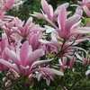 Kép 1/2 - Magnolia George Henry kern