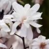 Kép 1/2 - Magnolia x loebneri 'Merrill' - Fehér virágú liliomfa