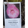 Kép 1/4 - Hibiscus moscheutos ‘Mother’s heart’ – mocsári hibiszkusz