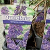 Kép 1/2 - buddleja