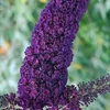 Kép 1/4 - Buddleia davidii 'Black Knight' – Sötétlila virágú nyáriorgona