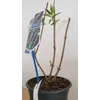 Kép 2/4 - Buddleia davidii 'Black Knight' – Sötétlila virágú nyáriorgona