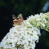 Kép 1/4 - Buddleia davidii 'White Profusion' - Fehér nyáriorgona