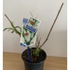 Kép 2/4 - Buddleia davidii 'White Profusion' - Fehér nyáriorgona