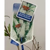 Kép 3/4 - Buddleia davidii 'White Profusion' - Fehér nyáriorgona