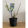 Kép 4/4 - Buddleia davidii 'White Profusion' - Fehér nyáriorgona