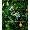 Kép 1/2 - Passiflora Caerulea - Golgota