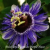 Kép 1/2 - Passiflora Caerulea Purple Haze-Golgota
