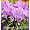 Kép 1/3 - Rhododendron Gold Finger