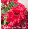 Kép 1/3 - Rhododendron 'Red Jack'